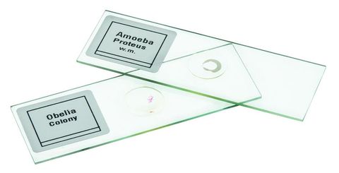 Microscope slides set 3 Introductory