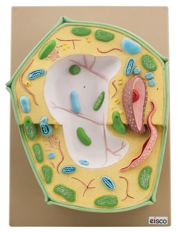 Model Plant cell enlarged  20000 times