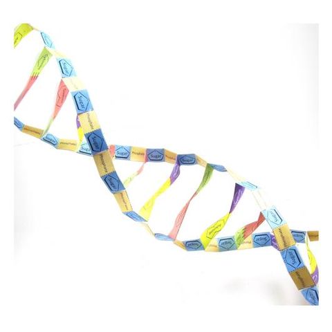 DNA Structure