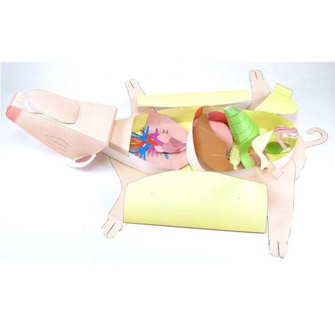 Fetal pig dissection