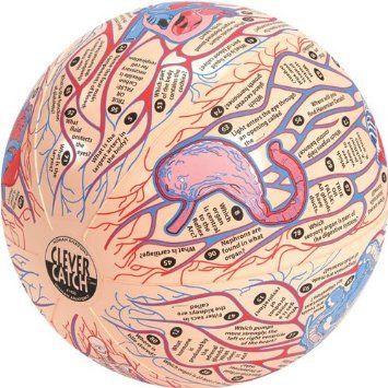 Clever catch ball - Human Anatomy