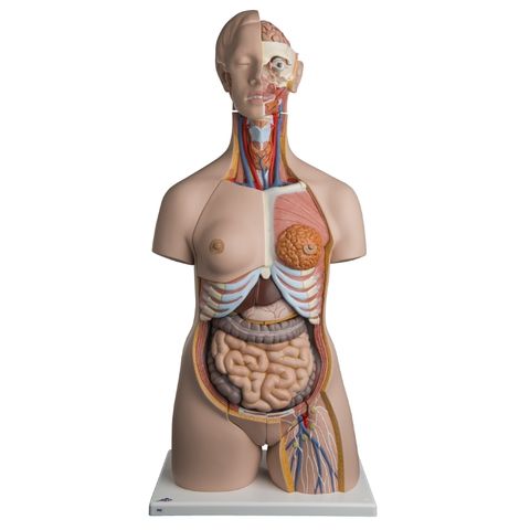 Deluxe torso with M/F organs 24 parts