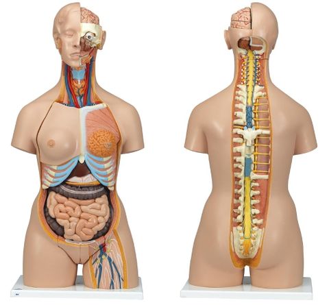 Torso with open back M/F organs 28 parts