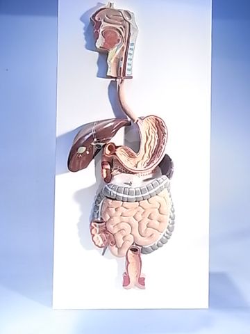 Model human digestive system