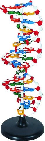 DNA model Human