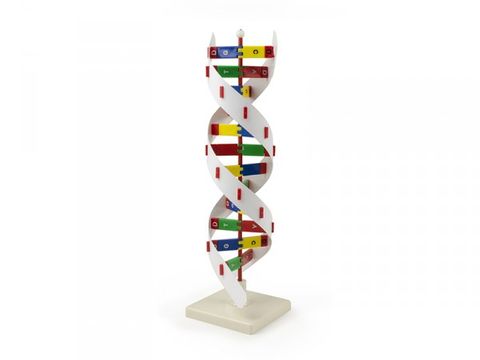Human DNA Activity kit