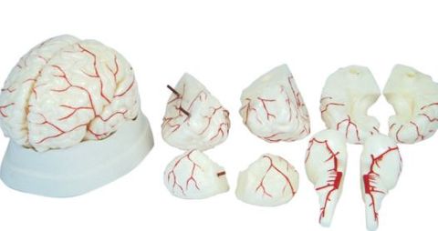 Model human brain with arteries 8 parts