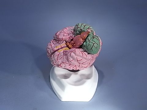 Model human brain with arteries 8 parts