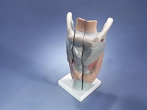 Model human Larynx (E)