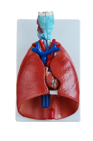 Model larynx, heart and lung