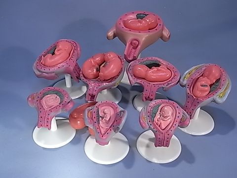 Model human pregnancy series