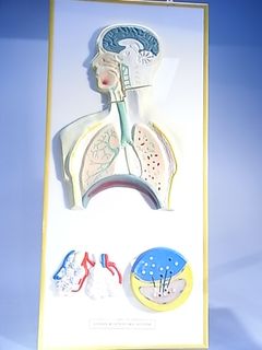 Respiratory System