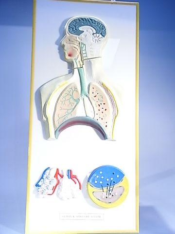 Model human respiratory system