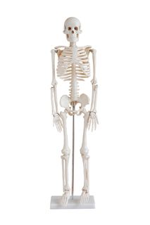 Skeleton