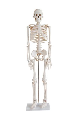 Model human skeleton 850mm on stand