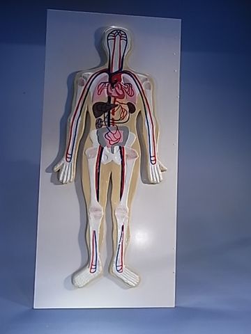 Human Circulatory system on board