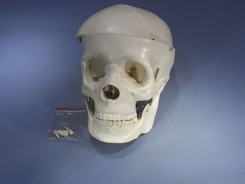 Model human skull 2 parts plastic
