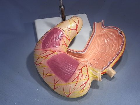 Model human stomach 2 parts