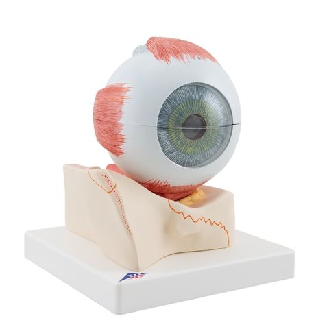 Giant Eye with orbit on stand 7 parts