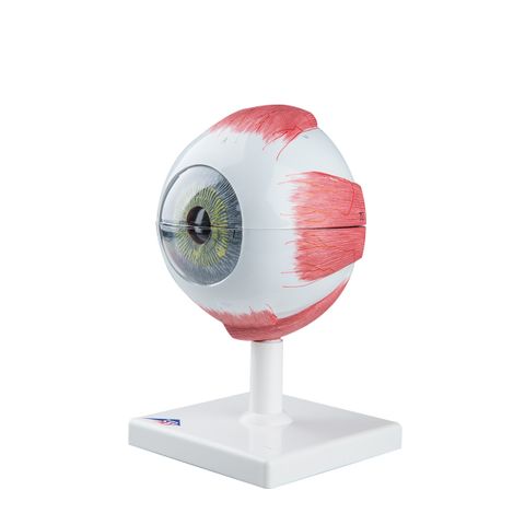 Giant eye model 5X on stand 6 parts