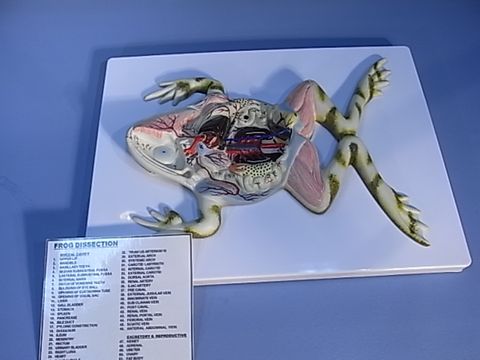 Model Frog dissection on stand