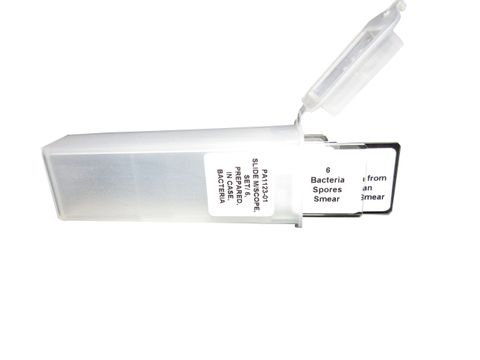 Slide set - Bacteria prepared slide set