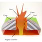 Structure of a Volcano