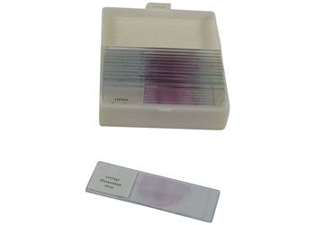 Slide set - Biology prepared slide set
