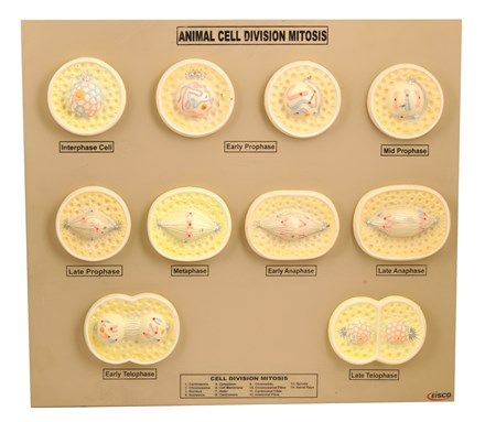 Mitosis animal cell raised relief 35x55