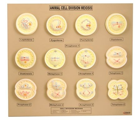 Meiosis animal cell raised relief 35x55