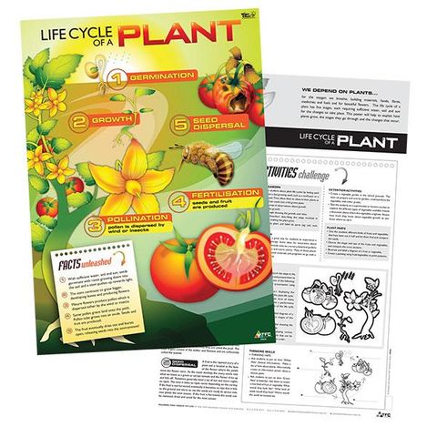 Poster - Life Cycle of a Plant 50x70cm