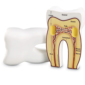 Tooth model cross section