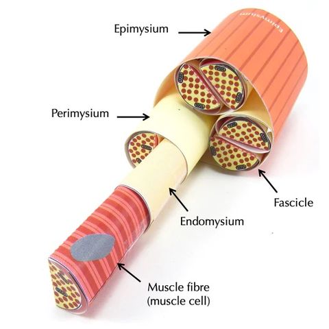 Skeletal Muscle