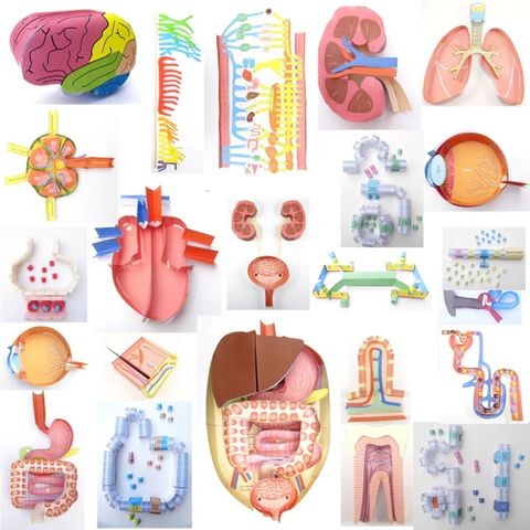 Anatomy & Physiology