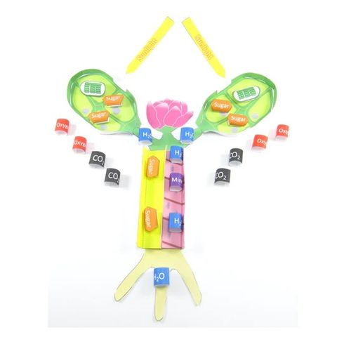 Simple Photosynthesis