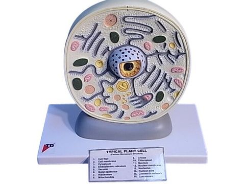 Model Plant Cell