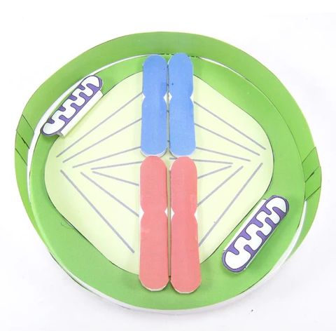 Mitosis & Cell Cycle