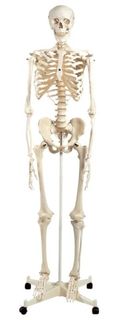 Skeleton