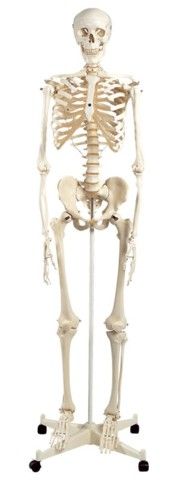 Skeleton plastic on stand