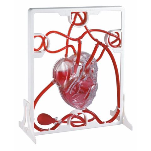 Pumping Heart 4 chamber model