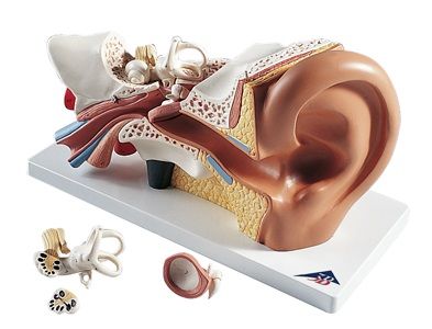 Model Ear on board 4 parts