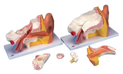 Model Ear on board 6 parts