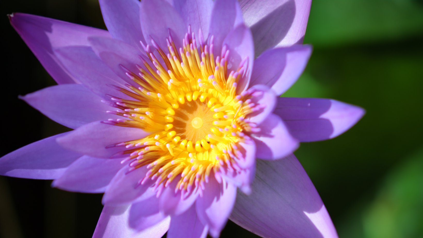 Water Lily Flower