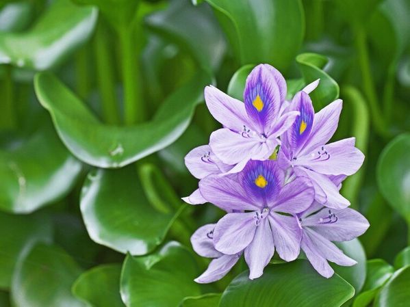 Purple flower on leaves