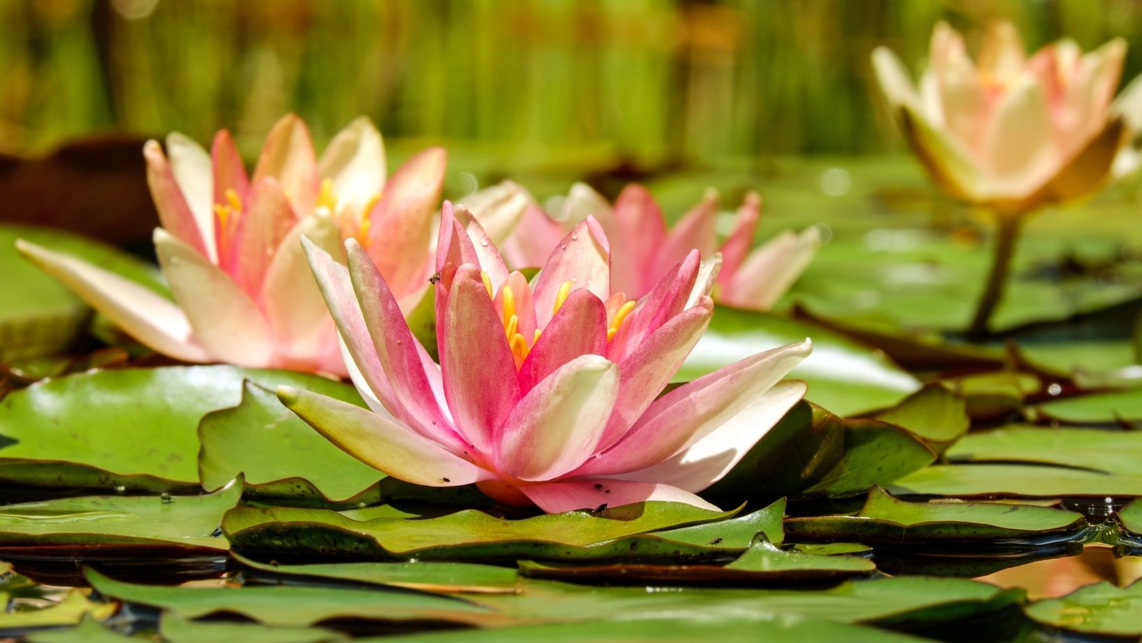 Water lilies in pond