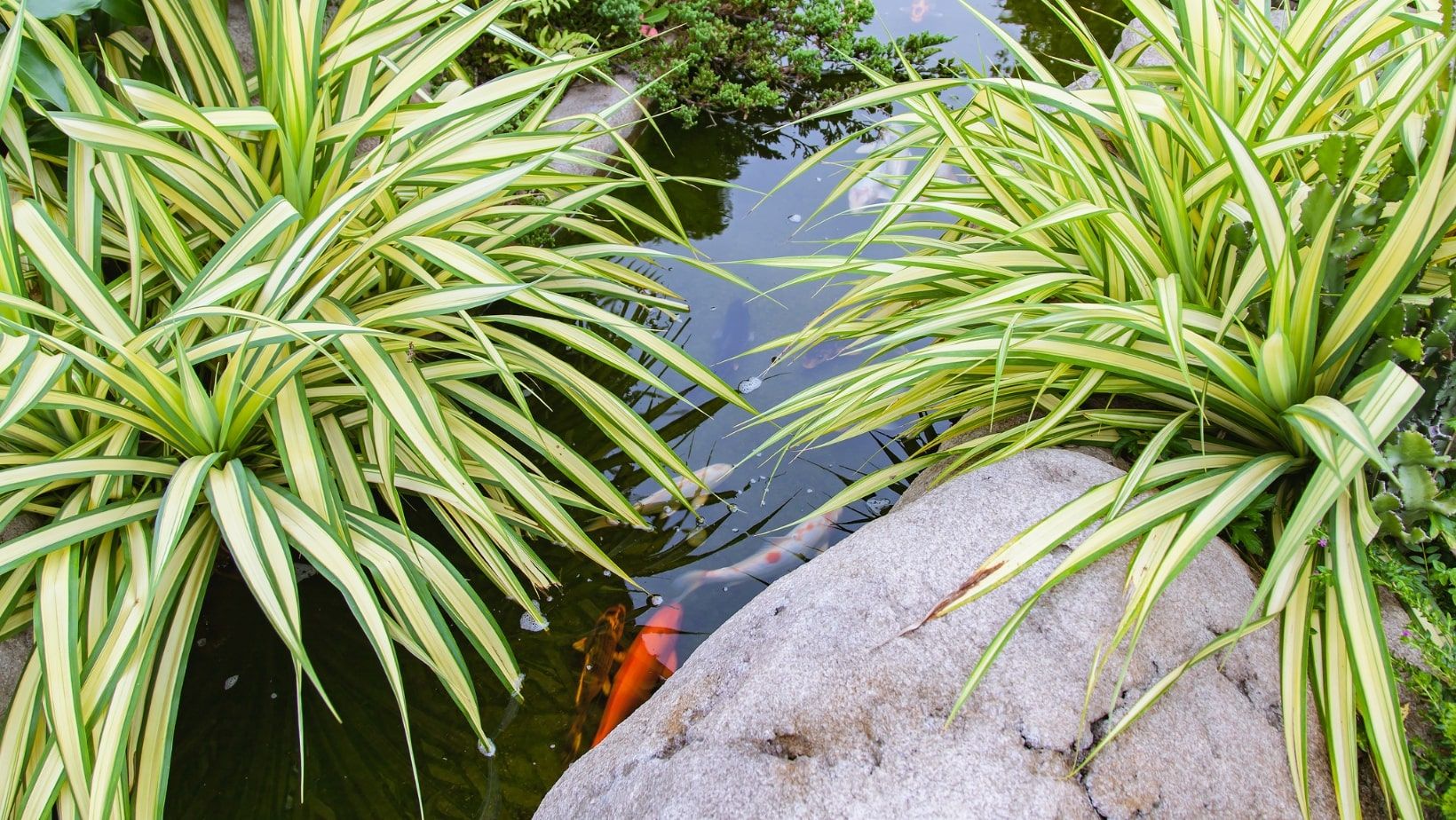 plants growing over pond