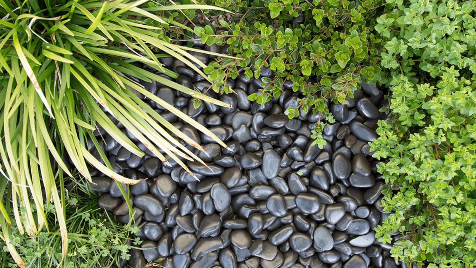 Plants and Pebbles