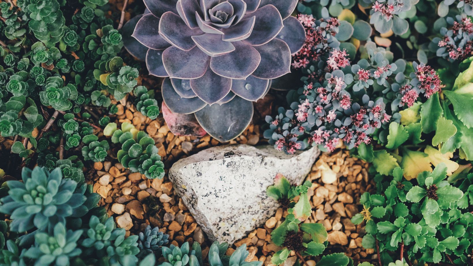 Rocks and pebbles with plants 