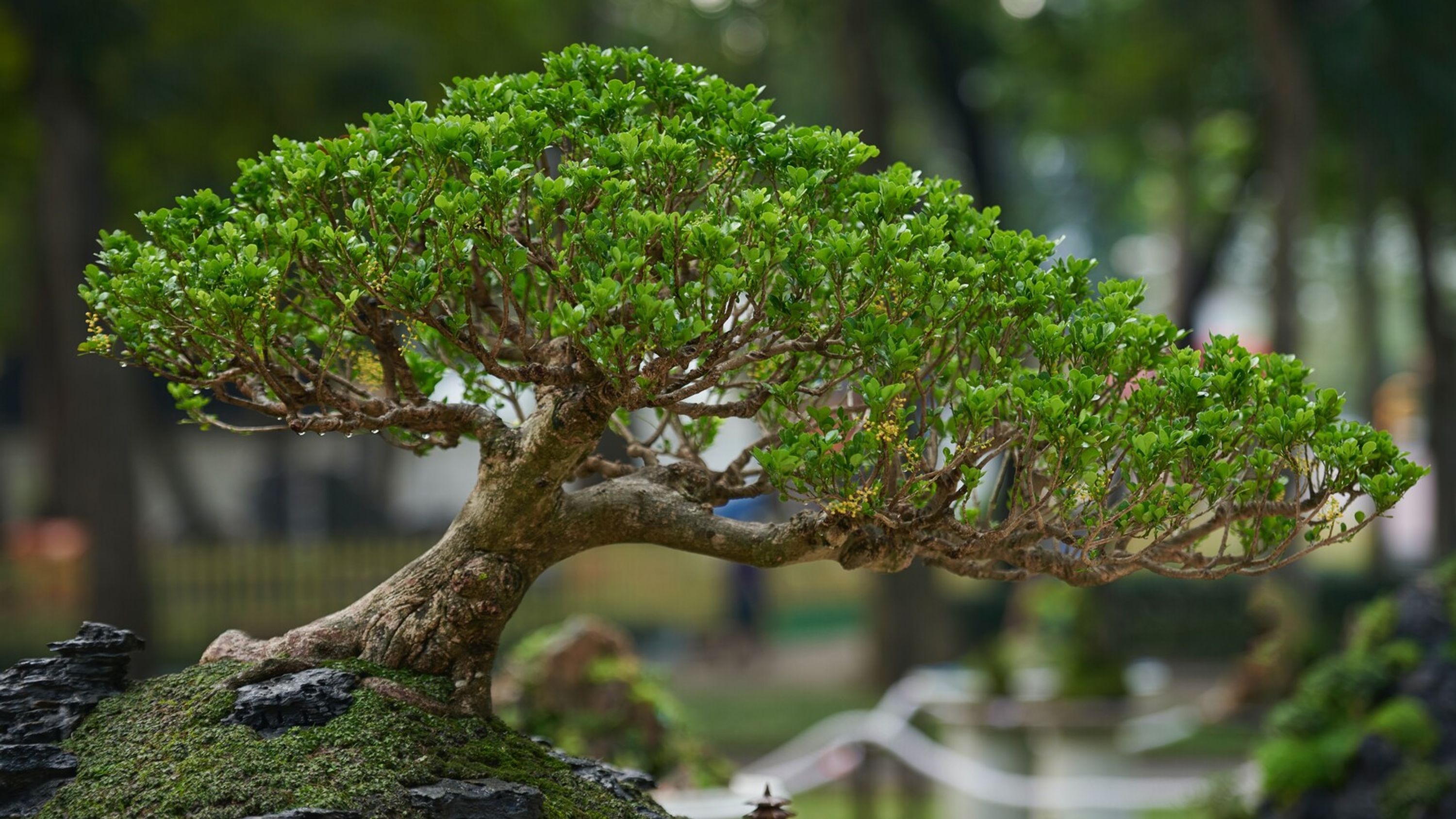Discover the Art of Bonsai: How to Grow and Care for Miniature Trees