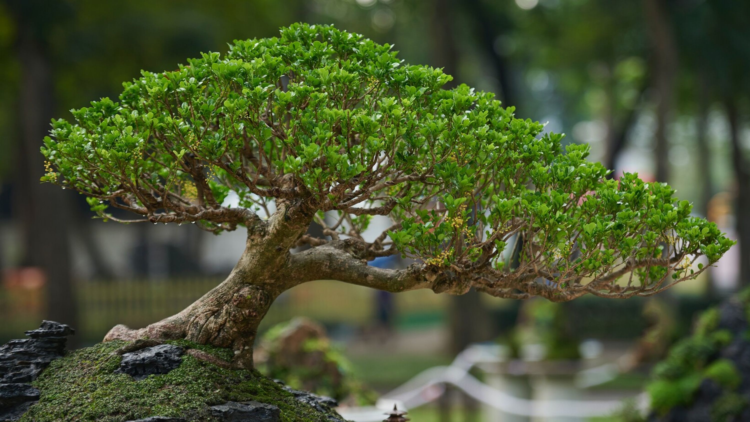 Easy DIY Zen Garden // Bonsai Tree, Faux Waterfall, Rock Feature 